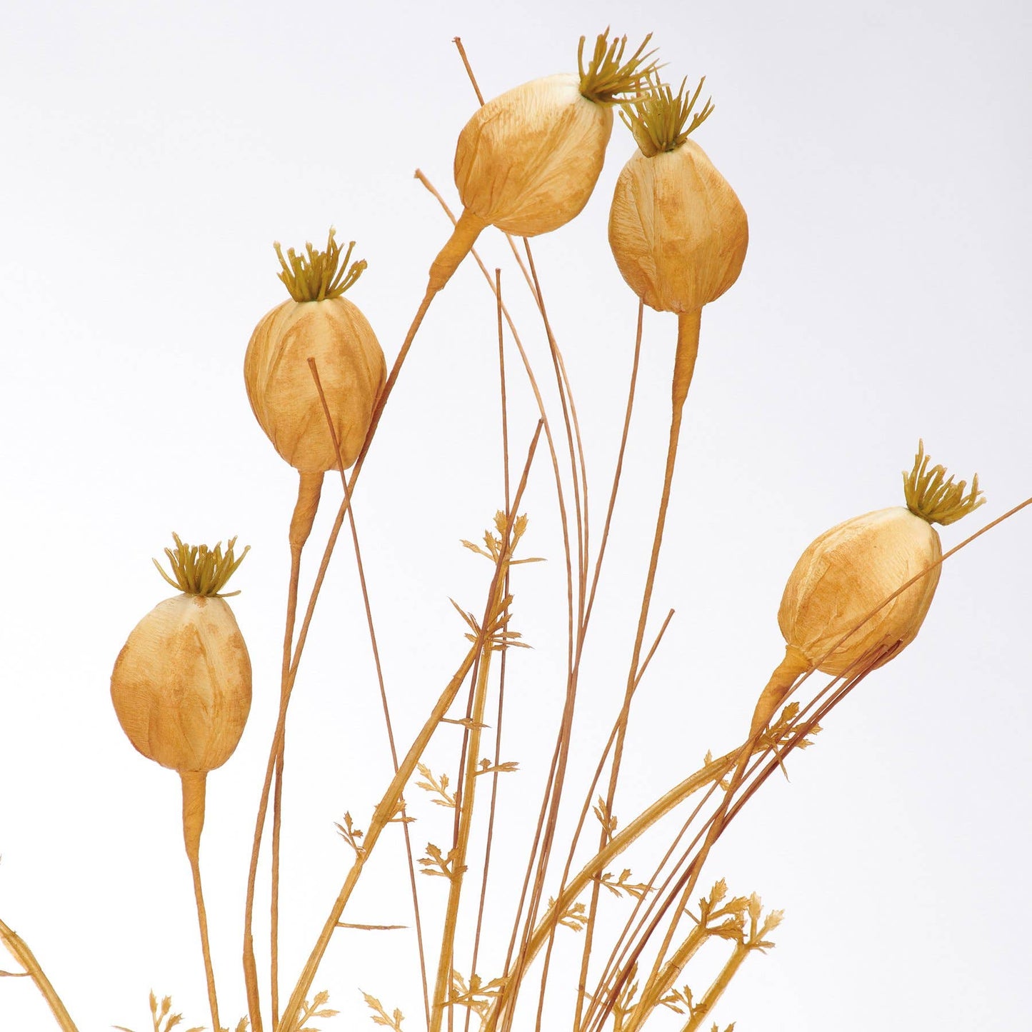 Dried Reeds And Pods Bouquet