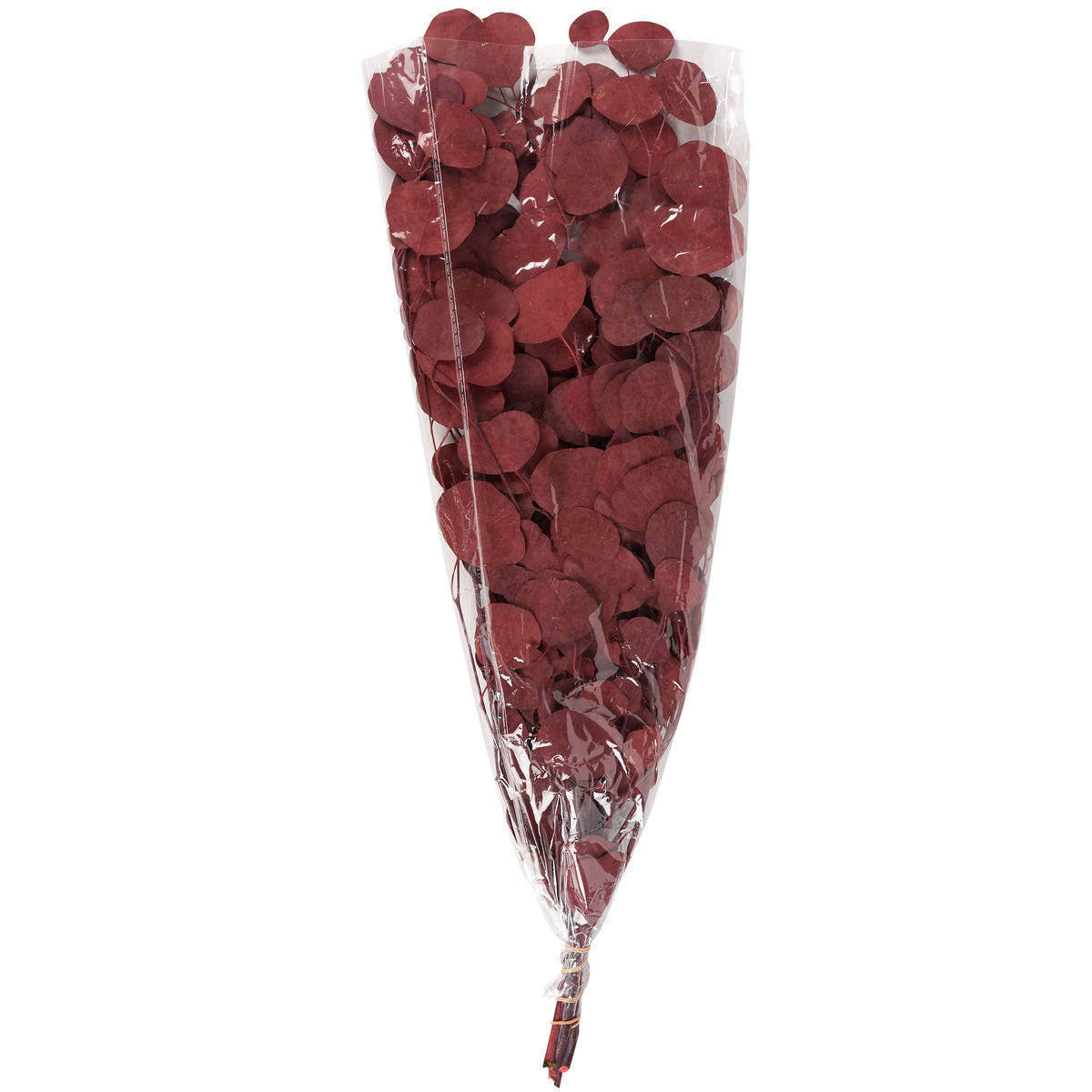 dark red dried eucalyptus stems