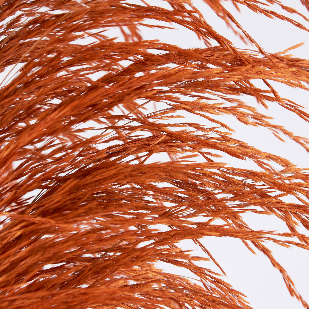 orange pampas reed stem
