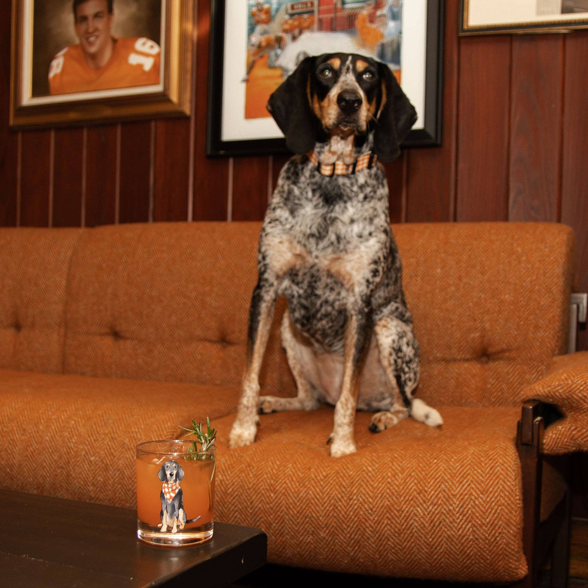 Bluetick Coonhound Sitting Rocks Glass