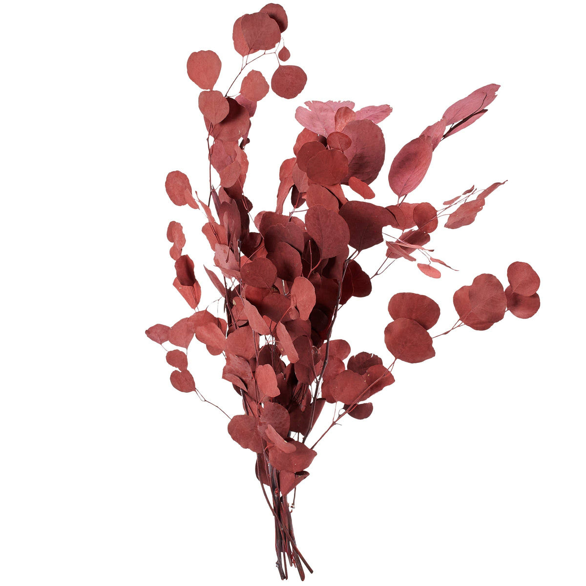 dark red dried eucalyptus stems