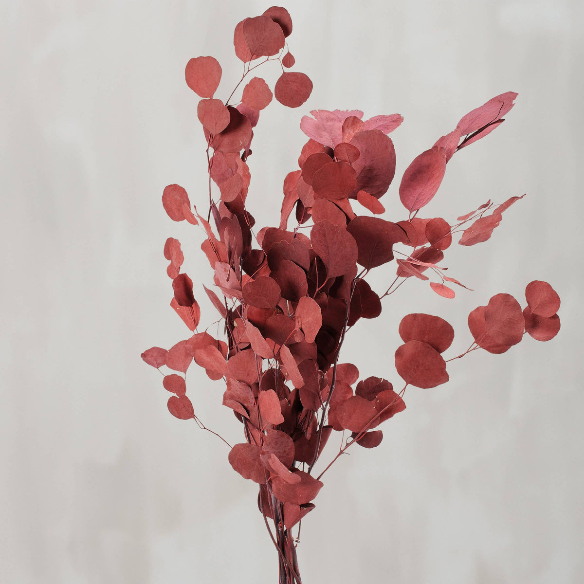 dark red dried eucalyptus stems