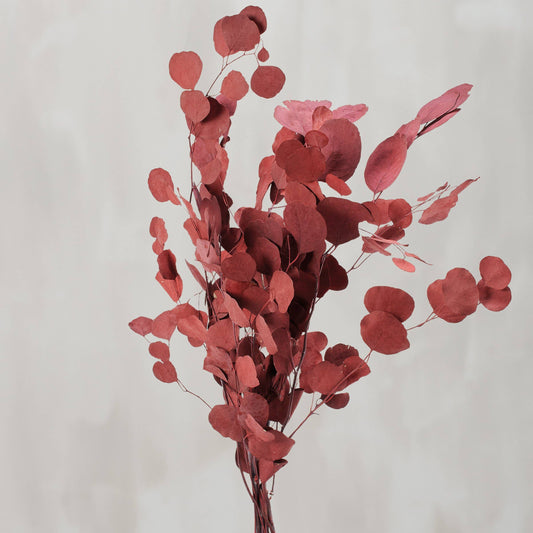 dark red dried eucalyptus stems