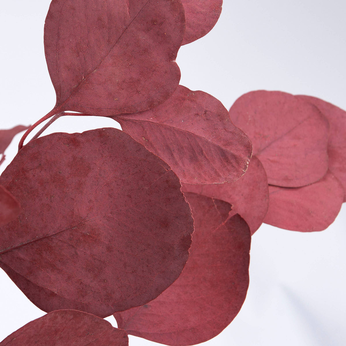 dark red dried eucalyptus stems