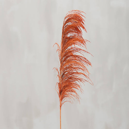 Brown Common Reed Floral Pick